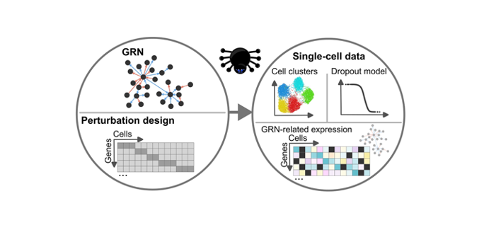 Large-scale Gene Regulatory Network (GRN) simulation and benchmarking using perturbation-aware single-cell data