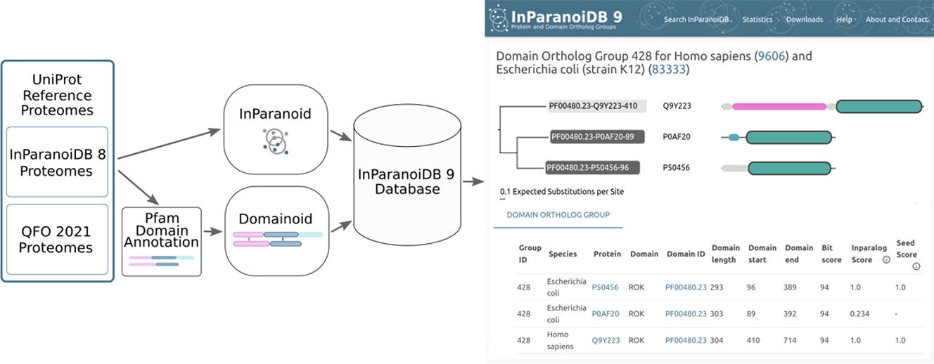 New tool allows users to navigate both full-length protein and domain orthologs.