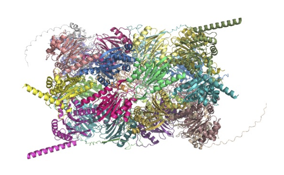 Novel FoldDock pipeline uses AlphaFold2 to provide accurate predictions of heterodimeric complexes structures