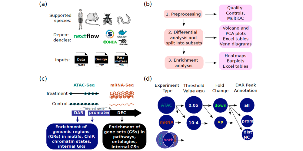 New pipeline for mRNA-Seq and ATAC-Seq analysis allows for biological insights without in-depth bioinformatics skills