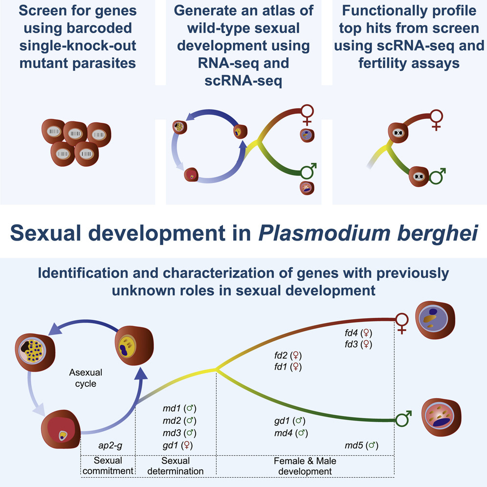 Discovery of sex determination genes in a malaria parasite that are essential for mosquito transmission
