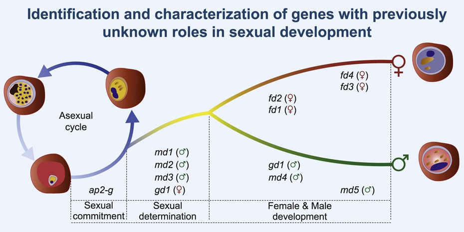 Discovery of sex determination genes in a malaria parasite that are essential for mosquito transmission 